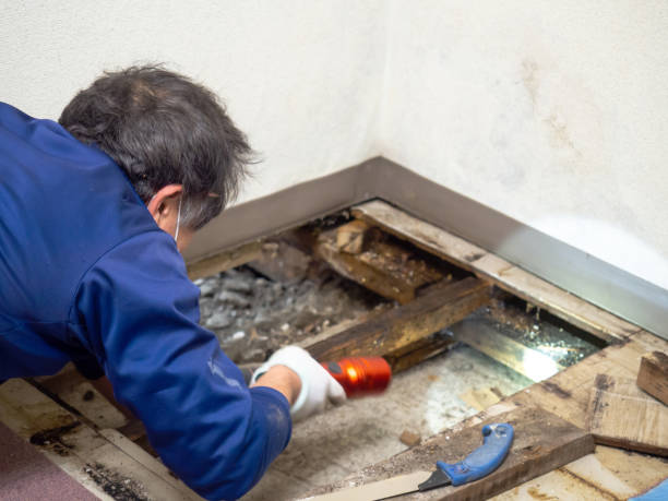 Best Health and Safety Mold Remediation in Moore, OK