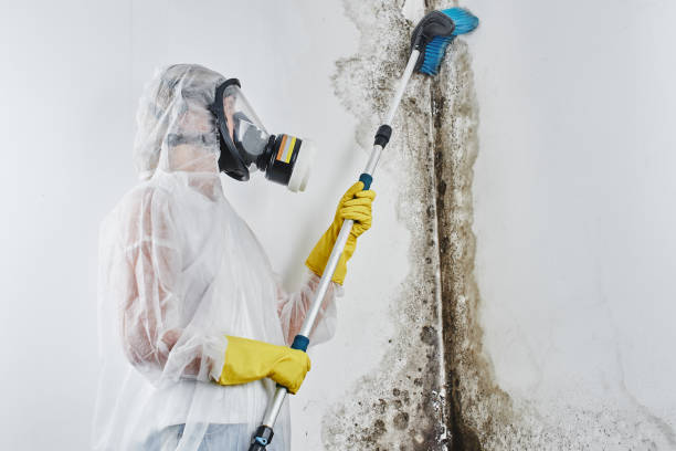 Best Basement Mold Remediation in Moore, OK