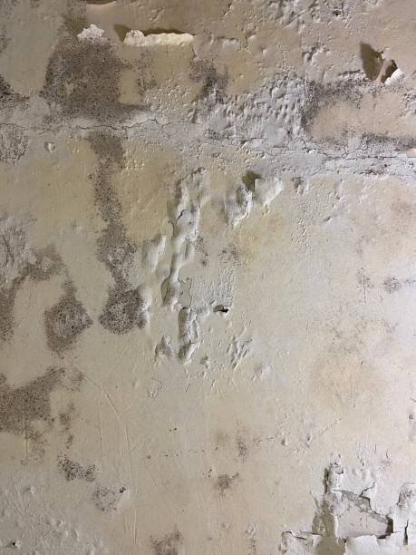 Best Attic Mold Remediation in Moore, OK