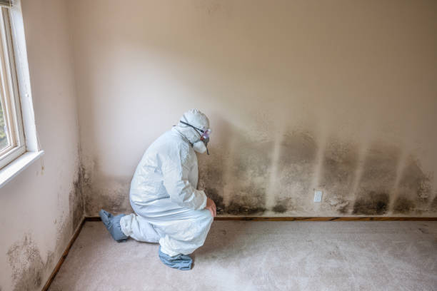 Best White Mold Remediation in Moore, OK