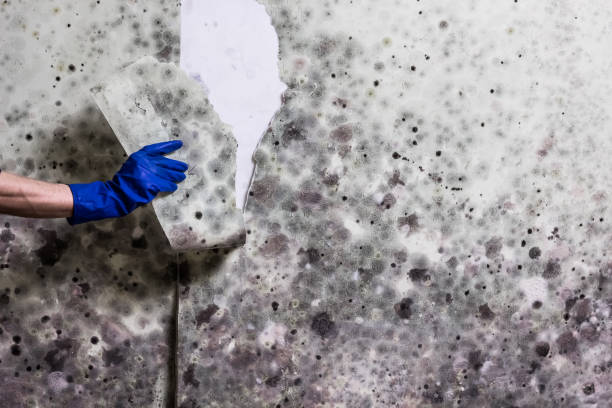 Best Preventive Mold Services in Moore, OK